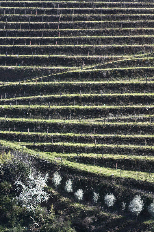 Preparing  terraced field for vineyards. Douro valley, Peso da Régua, Portugal .